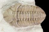 Detailed, Long Kainops Trilobite - Oklahoma #95683-4